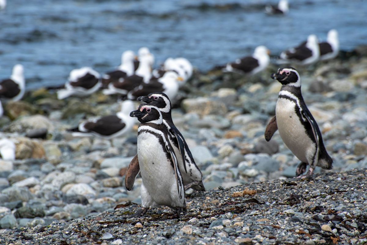 New Philadelphia Zoo Penguins Have Officially Mastered the Cannonball