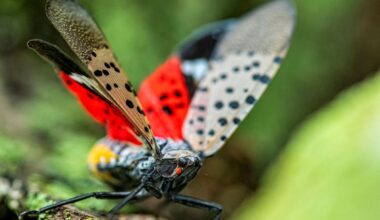 Pennsylvania's Allegheny County leads spotted lanternfly reports again, but many residents are seeing fewer