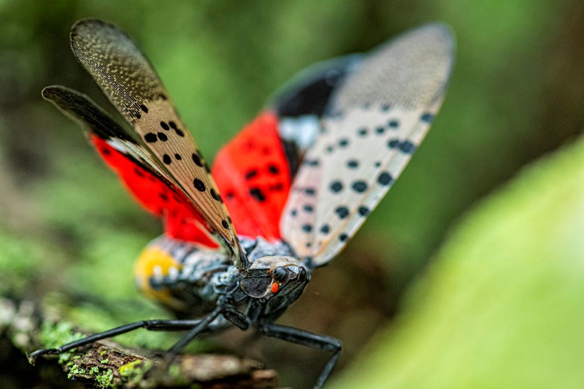 Pennsylvania's Allegheny County leads spotted lanternfly reports again, but many residents are seeing fewer