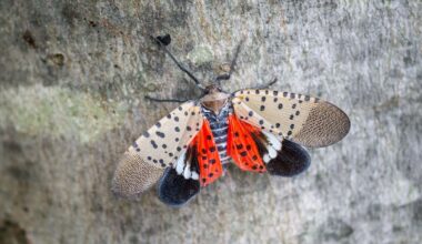 Pennsylvania senators unite on lanternfly bill as pest ravages grapes, apples, and peaches
