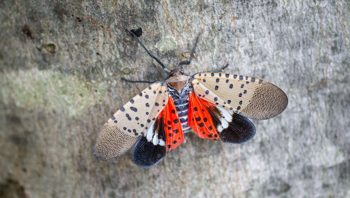 Pennsylvania senators unite on lanternfly bill as pest ravages grapes, apples, and peaches