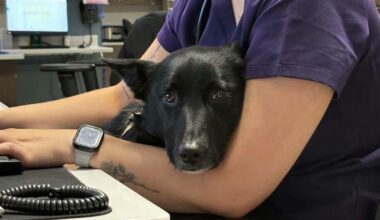 Pennsylvania dog found bound with zip ties gets forever home after abuser is sent to jail
