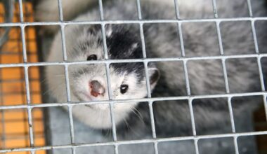 Pennsylvania judge to rule on ecoterrorism charge related to nearly 700 minks released from fur farm