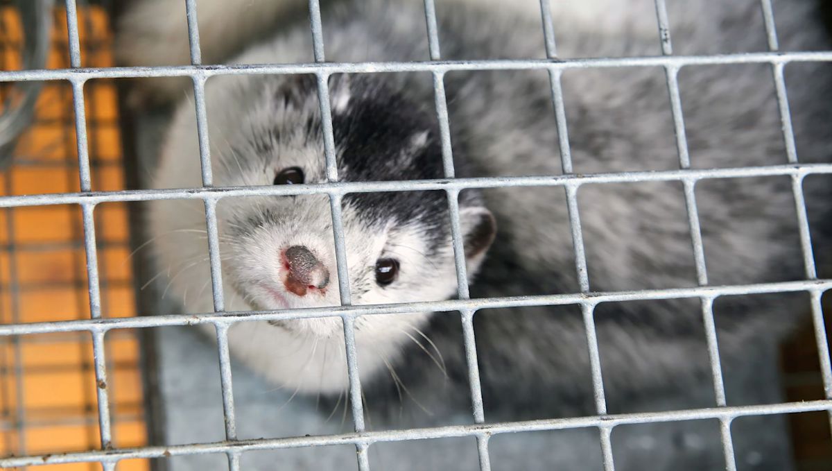 Pennsylvania judge to rule on ecoterrorism charge related to nearly 700 minks released from fur farm