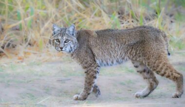 Pennsylvania bobcat with 2 broken legs returns to the wild after first-of-its-kind rehab