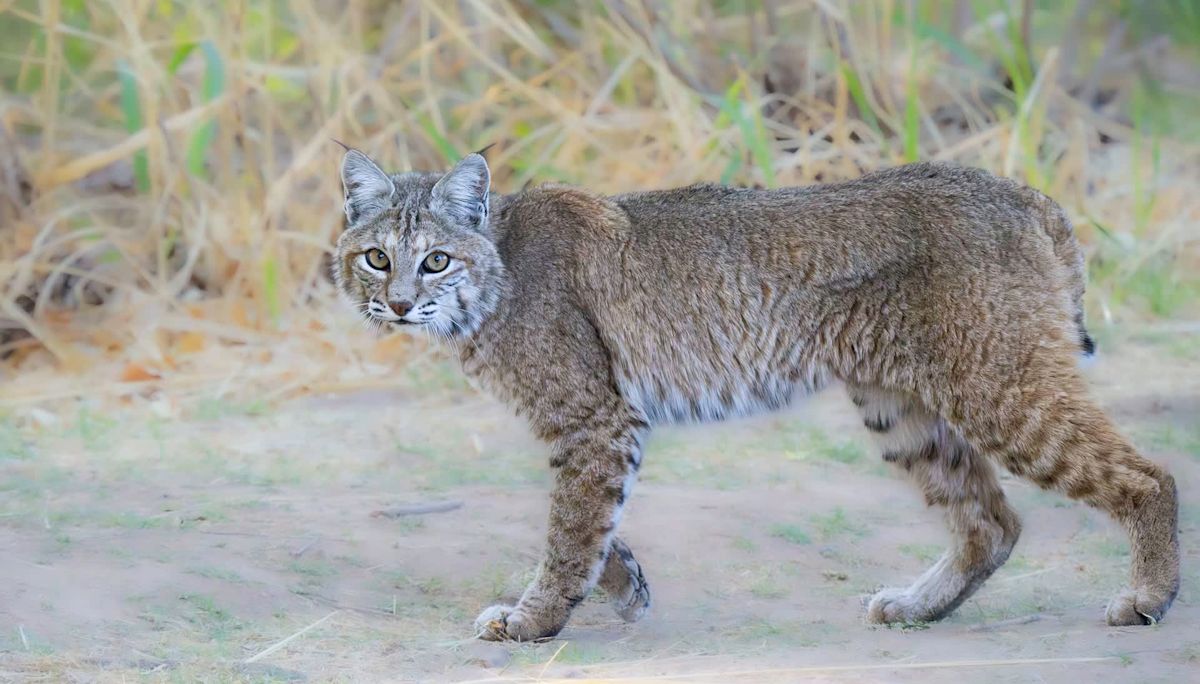 Pennsylvania bobcat with 2 broken legs returns to the wild after first-of-its-kind rehab