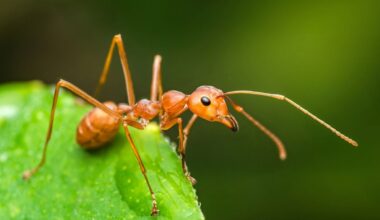 Video shows Philadelphia sidewalk turn into a tiny arena for an ant and a mosquito