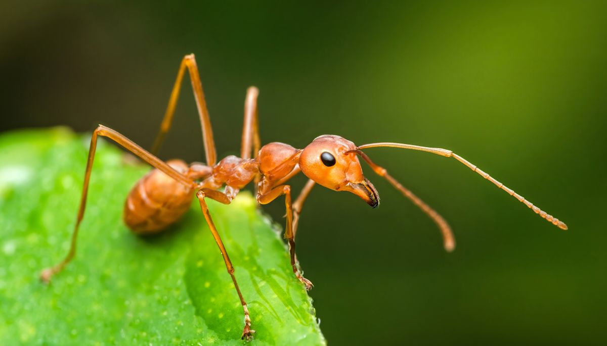Video shows Philadelphia sidewalk turn into a tiny arena for an ant and a mosquito