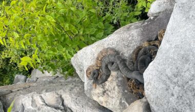 Cluster of timber rattlesnakes in Pennsylvania sparks calls to keep the location private