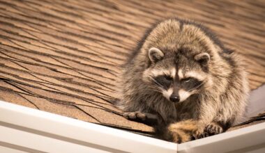 Philadelphia neighbors say 12 raccoons have become 'new kids on the block' in vacant row home