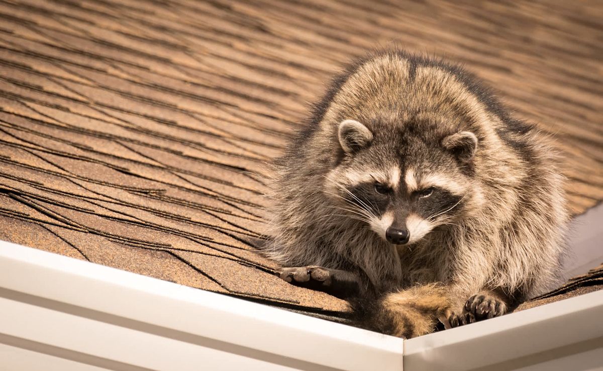 Philadelphia neighbors say 12 raccoons have become 'new kids on the block' in vacant row home
