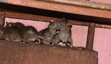 Pennsylvania police found a home filled with rats, and neighbors say the smell seeped inside