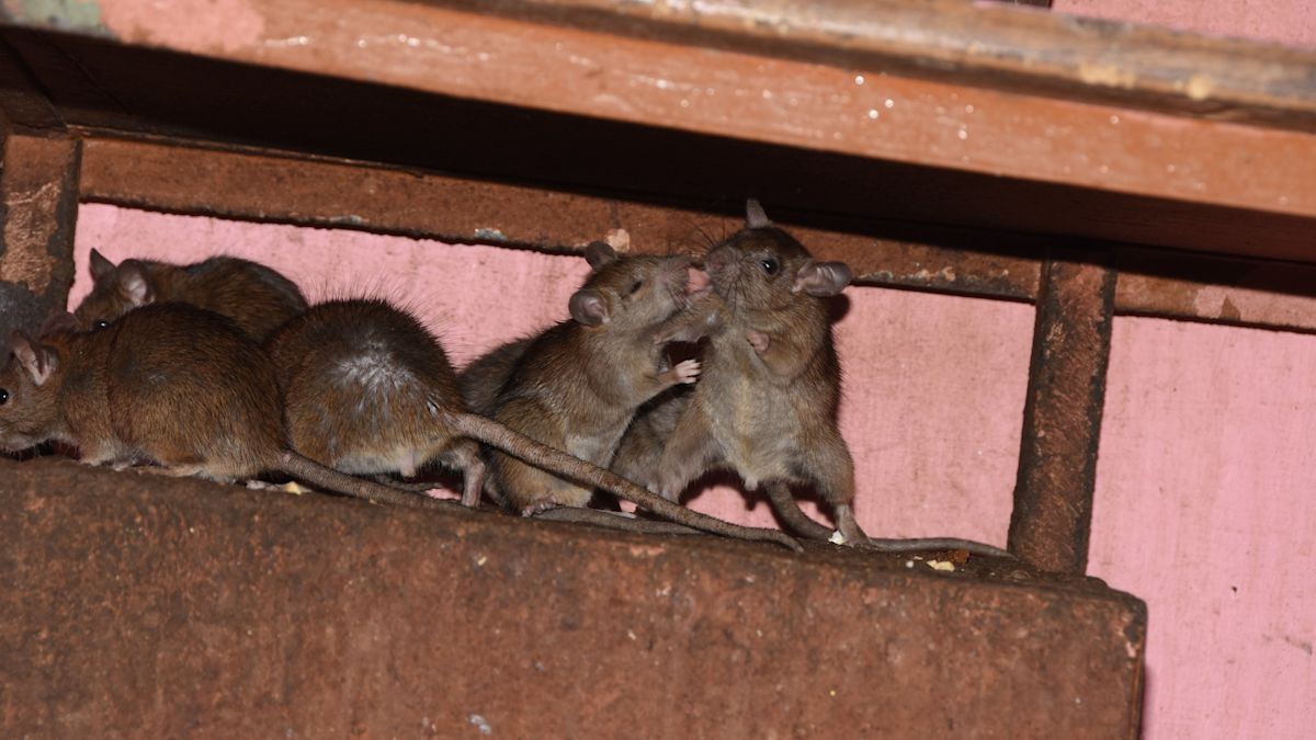 Pennsylvania police found a home filled with rats, and neighbors say the smell seeped inside