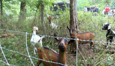 Erie Benedictine Sisters host ‘goat-scaping’ event, promote environmental stewardship