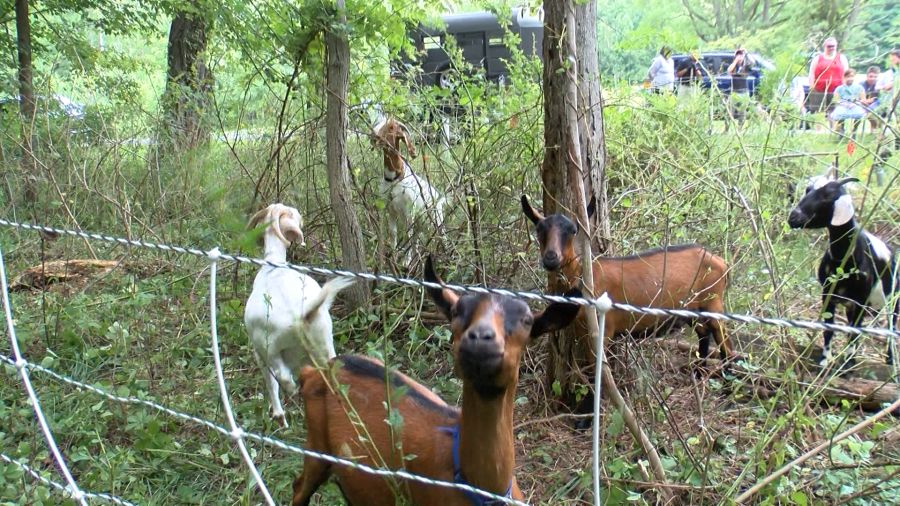 Erie Benedictine Sisters host ‘goat-scaping’ event, promote environmental stewardship