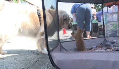 'Paws in the Park' returns to Nay Aug Park in Scranton