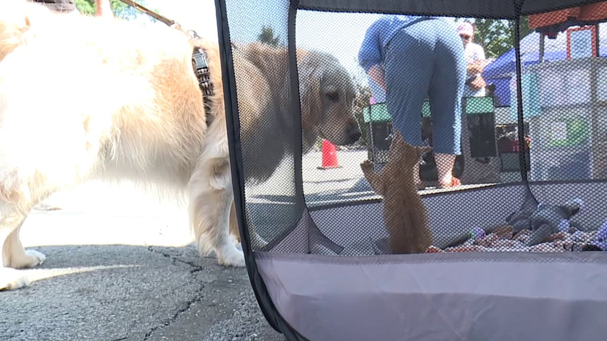 'Paws in the Park' returns to Nay Aug Park in Scranton