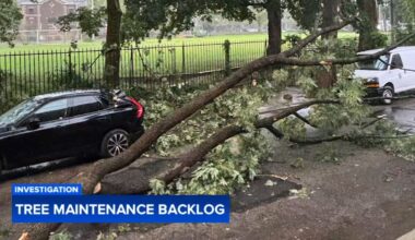 Residents raise safety concerns as Philadelphia faces yearslong backlog in tree maintenance