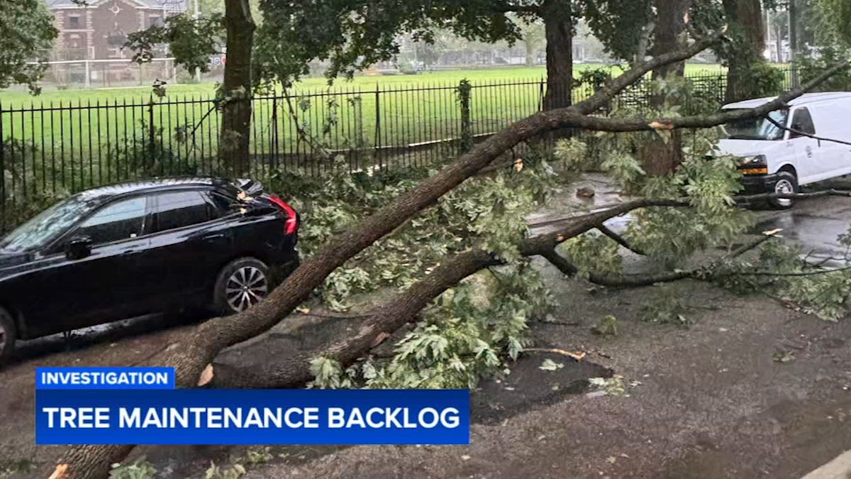 Residents raise safety concerns as Philadelphia faces yearslong backlog in tree maintenance