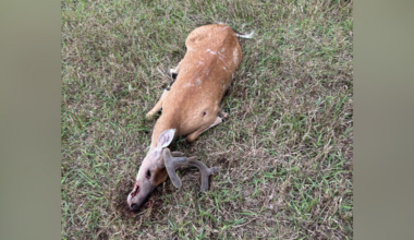 6-point deer illegally shot in Pennsylvania, prompting an investigation