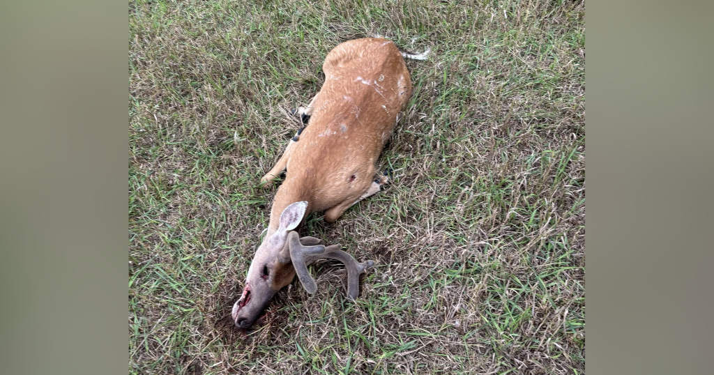 6-point deer illegally shot in Pennsylvania, prompting an investigation