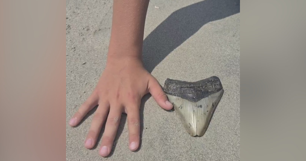 kdka-megalodon-tooth.png