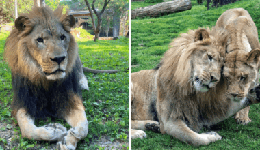 Makini, the last remaining African lion at the Philly Zoo, has died