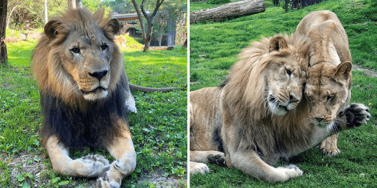Makini, the last remaining African lion at the Philly Zoo, has died