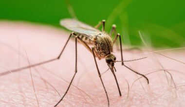 Eight Pittsburgh neighborhoods to spray for mosquitos