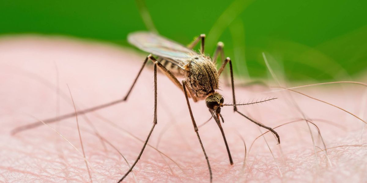 Eight Pittsburgh neighborhoods to spray for mosquitos