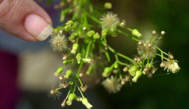 Philadelphia region in for longer ragweed allergy season