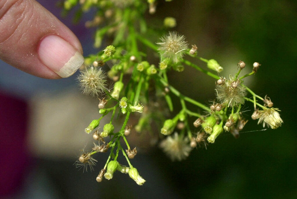 Philadelphia region in for longer ragweed allergy season