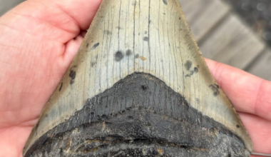 Family discovers rare megalodon tooth while shelling on the Jersey Shore