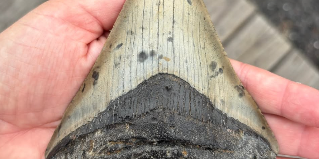 Family discovers rare megalodon tooth while shelling on the Jersey Shore