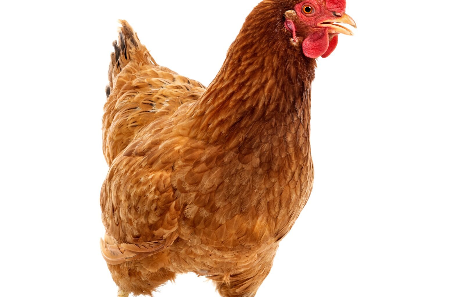 Second Reading of Chicken Ordinance in Charles City Fails to Fly – KCHA News