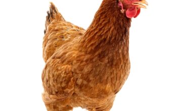 Second Reading of Chicken Ordinance in Charles City Fails to Fly – KCHA News