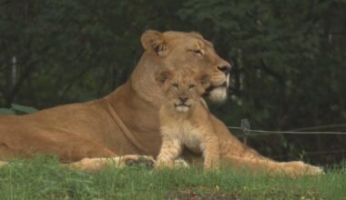 Why the Pittsburgh Zoo's new lion cub was named after a potato