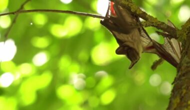 Rabies shots surge in Erie County as bat encounters increase