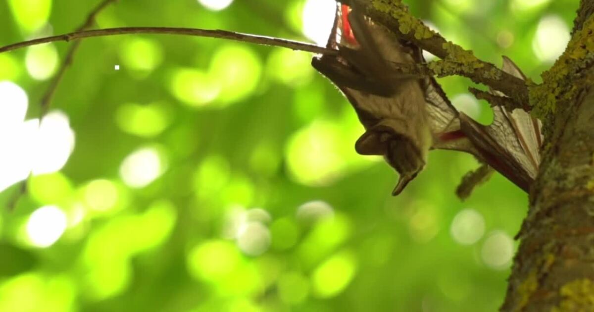 Rabies shots surge in Erie County as bat encounters increase