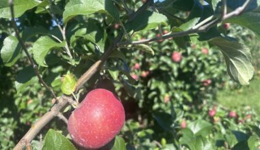 This storied apple is Pennsylvania's most grown, but you’ve probably never seen it in the produce section