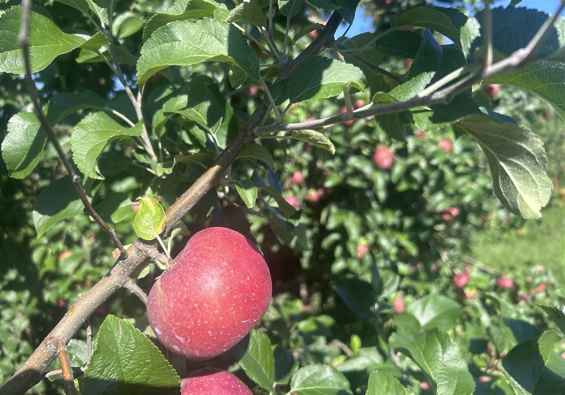 This storied apple is Pennsylvania's most grown, but you’ve probably never seen it in the produce section