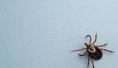Pa. GOP lawmakers explore increased public health reporting for tick-borne diseases