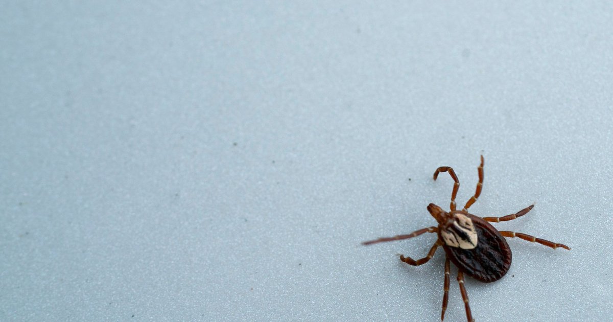 Pa. GOP lawmakers explore increased public health reporting for tick-borne diseases