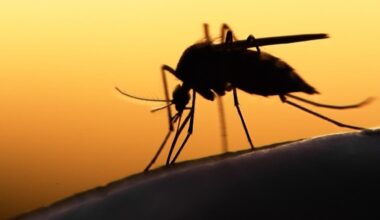 West Nile Virus Found Throughout Residential Neighborhood In Lower Merion