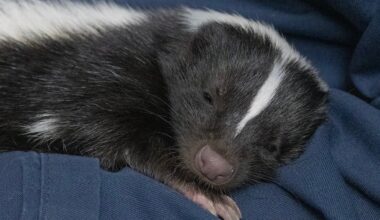Skunk1 2