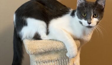 Spotlight on adoptable pets in the Lehigh Valley