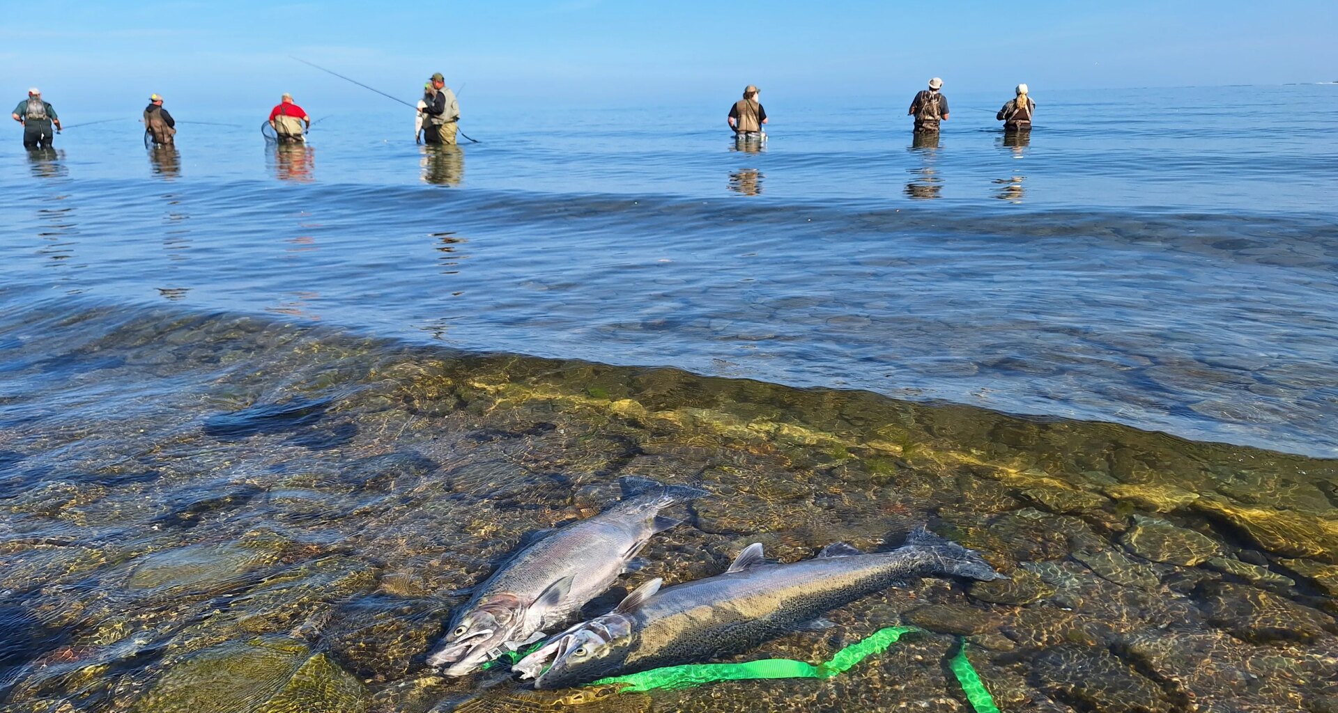 Steelhead are returning to Erie creeks, three new easements approved