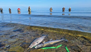 Steelhead are returning to Erie creeks, three new easements approved