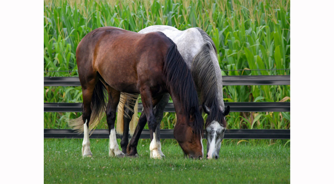 Friends of the Bethlehem Mounted Police Host 9th Annual “Bridles & Badges” Open House