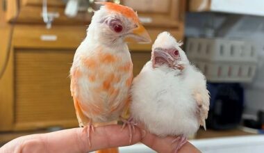 Pennsylvania Wildlife Center Shocked After Welcoming Two Rare Albino Cardinals, a ‘1 in 30,000’ Chance